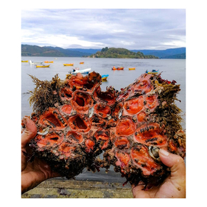 ปูไคลีนคิงส์ขายส่งมีลักษณะและขนาดเกรดส่งออก - Product Image 2