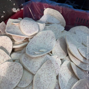 Iqf แถบเผือกแช่แข็งคุณภาพสูงจากเวียดนาม - Product Image 1