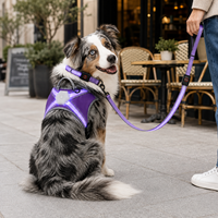 Harnais, collier et laisse lumineux pour animaux de compagnie Qcool, confortables, en forme de X, avec boucle à dégagement rapide, vente en gros, marque privée, sécurité nocturne