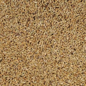 เมล็ดนกขมิ้นสำหรับอาหารสัตว์เมล็ดขมิ้นขายในท้องตลาด - Product Image 1