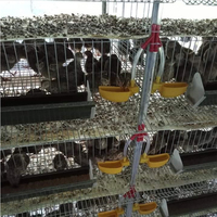 Cages à cailles de couche pour l'Afrique du Sud, équipement agricole de cage à cailles en plastique