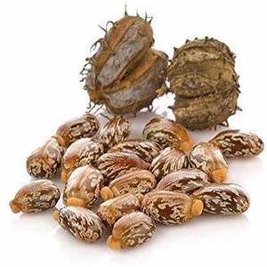 Vente en gros de graines de ricin naturelles, produit agricole au prix de gros - Product Image 4