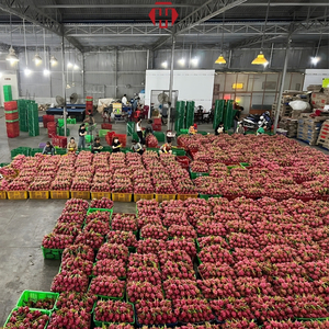 Verse Rode Drakenvrucht Vietnam Verse Tropische Fruit Export Kwaliteit Bulk Levering voor Groothandel in Vers Fruit
