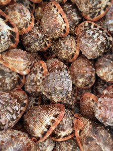 Surtido de conchas marinas naturales: recogidas a mano, decorativas, artesanales, decoración de playa, a granel, ecológicas, formas únicas, calidad superior - Product Image 2