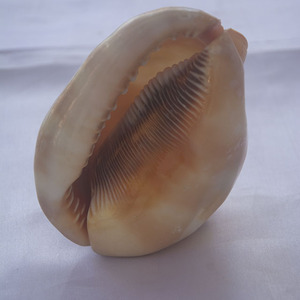 cassis rufa carving Ganesha God <b>Ornament</b> style SEASHELL JEWELRY Style Ganesha God <b>Ornament</b> <b>Shell</b> Motive Carving - Product Image 2