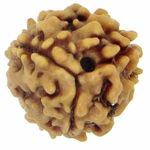 Arihant <b>Gems</b> & Jewels Brown 3 Mukhi Indian Rudraksha <b>Stone</b> Beads - Product Image 1