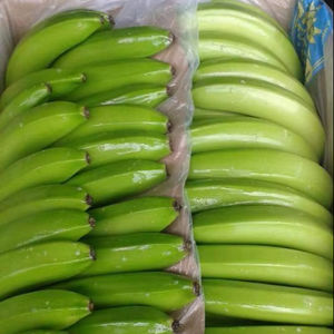 Plátanos Frescos Cavendish G9 de Alta Calidad, Oferta con Fruta de Plantación para Suministro a Supermercados desde Vietnam por 99 Gold Data - Product Image 1