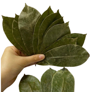 Meilleur prix, approvisionnement premium pour l'exportation de sachets de thé de feuilles de corossol et de poudre de guanabana, emballage en vrac avec prix d'usine flexibles - Product Image 1