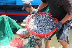 Prix Compétitif – Bouteille en Verre 600ml Certifiée HACCP du Vietnam – Sauce aux Anchois Thanhh 25N – Fournisseur Lien pour la Cuisine et la Marinade - Product Image 6