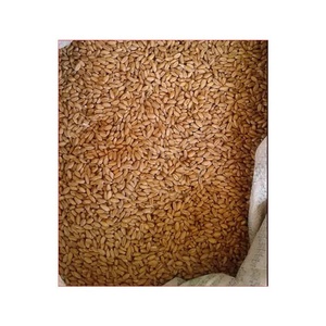 Grains de maïs glutineux jaunes séchés, cultivaire commun, procédé AD, marque TZ879DTH, modèle CREK1122 pour l'alimentation animale - Product Image 6