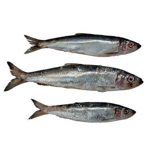 Vente en gros de hareng congelé de qualité supérieure, de qualité premium, procédé BQF, poisson entier - Product Image 1