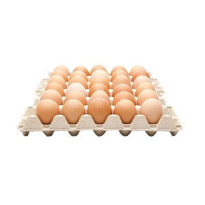 Broiler and Layer <b>Fertile</b> <b>Eggs</b> - Product Image 3