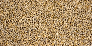 เมล็ดข้าวฟ่างออร์แกนิกพรีเมี่ยมแบบธรรมชาติที่ดีต่อสุขภาพธัญพืชหนาแน่นเหมาะสำหรับอุตสาหกรรมอาหารส่งออก - Product Image 6