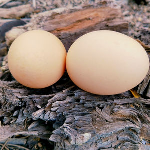 En stock Œufs blancs et bruns biologiques-Achat en gros, Œufs frais de la ferme au meilleur prix, expédition rapide, commandes en gros - Product Image 3