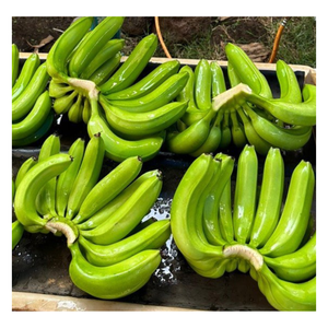 Banane verte fraîche de Cavendish pour l'exportation-banane fraîche du Vietnam-premier fournisseur de fruits et légumes frais - Product Image 2