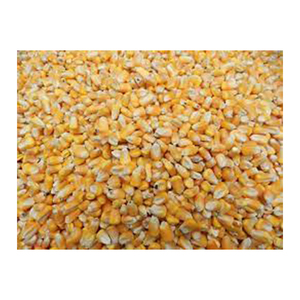 Maíz/maíz amarillo de alta calidad para alimentación de aves de corral, tarifa barata al por mayor directa del fabricante - Product Image 1