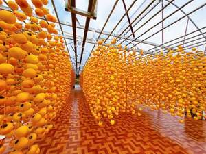 ลูกพลับอบแห้งเกรดพรีเมี่ยมรสชาติอร่อยเนื้อนุ่มเป็นที่นิยมในตลาดเอเชียและตะวันออกกลาง - Product Image 2