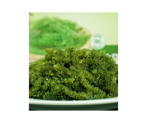 องุ่นทะเลแบบพรีเมี่ยมจากเวียดนามส่งออกสินค้าจำนวนมากพร้อมข้อเสนอที่แข่งขันได้ - Product Image 1