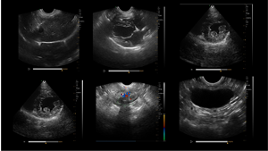 Dawei Veterinary senza fili Wifi a colori Doppler Scanner ad ultrasuoni per bovini equini ovini - Product Image 6