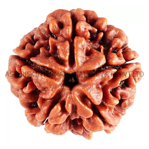 Cuentas de Rudraksha de Nepal Originales de 5 Mukhi Marrón Oscuro de la Mejor Calidad para Hacer Joyería Mala Asterisk AB-11 - Product Image 1