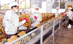 ผู้จำหน่ายเวียดนามที่มีประสบการณ์ด้านสับปะรดกระป๋องที่มีคุณภาพดีที่สุดและราคาไม่สูงจาก99 Gold Data - Product Image 6