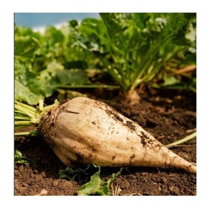 Remolacha azucarera fresca al por mayor, productos agrícolas en venta - Product Image 2