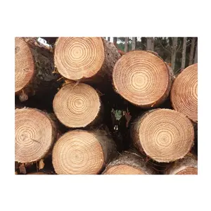 Melhor preço 100% toras/madeira de madeira de pinho cru, ao melhor preço e alta qualidade para venda