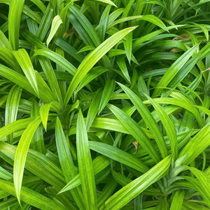 HOJAS DE PANDAN CONGELADAS PREMIUM AL POR MAYOR OFERTA CALIENTE TOP VENTAS HIERBA AROMÁTICA NATURAL EXPORTACIÓN PRODUCTO DE CALIDAD - Product Image 5