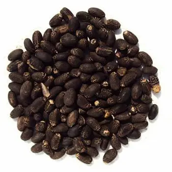 Lâmpadas de sementes de jatropha orquídeas 1 boa qualidade sementes de jatropha pura preço barato sementes de jatropha