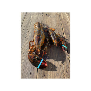 Langosta viva disponible en grandes volúmenes para exportación y distribución de mariscos - Product Image 5