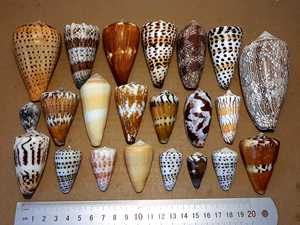 เปลือกหอยตกแต่งจำนวนมากในราคาดี เหมาะสำหรับการตกแต่งอย่างยิ่ง - Product Image 6