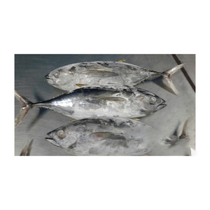 Atún amarillo congelado a precio de fábrica, suministrado para venta al por mayor y grandes pedidos - Product Image 6