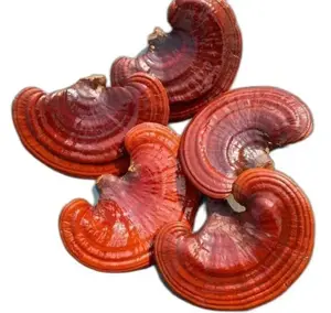 High quality raw dried red lingzhi mushroom slices fast delivery From Vietnam Supplier