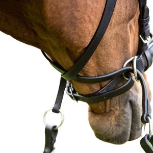 Brida de Cuero para Caballo de Alta Calidad, Logotipo y Diseño Personalizados en Diferentes Tamaños, Cabestro de Cuero, Bridas de Cuero para Caballo - Product Image 5