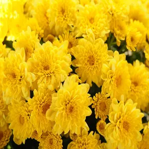 Il miglior fiore di crisantemo giallo colorato indiano utilizzato per la decorazione degli esportatori di pooja per la casa/tempio dall'india