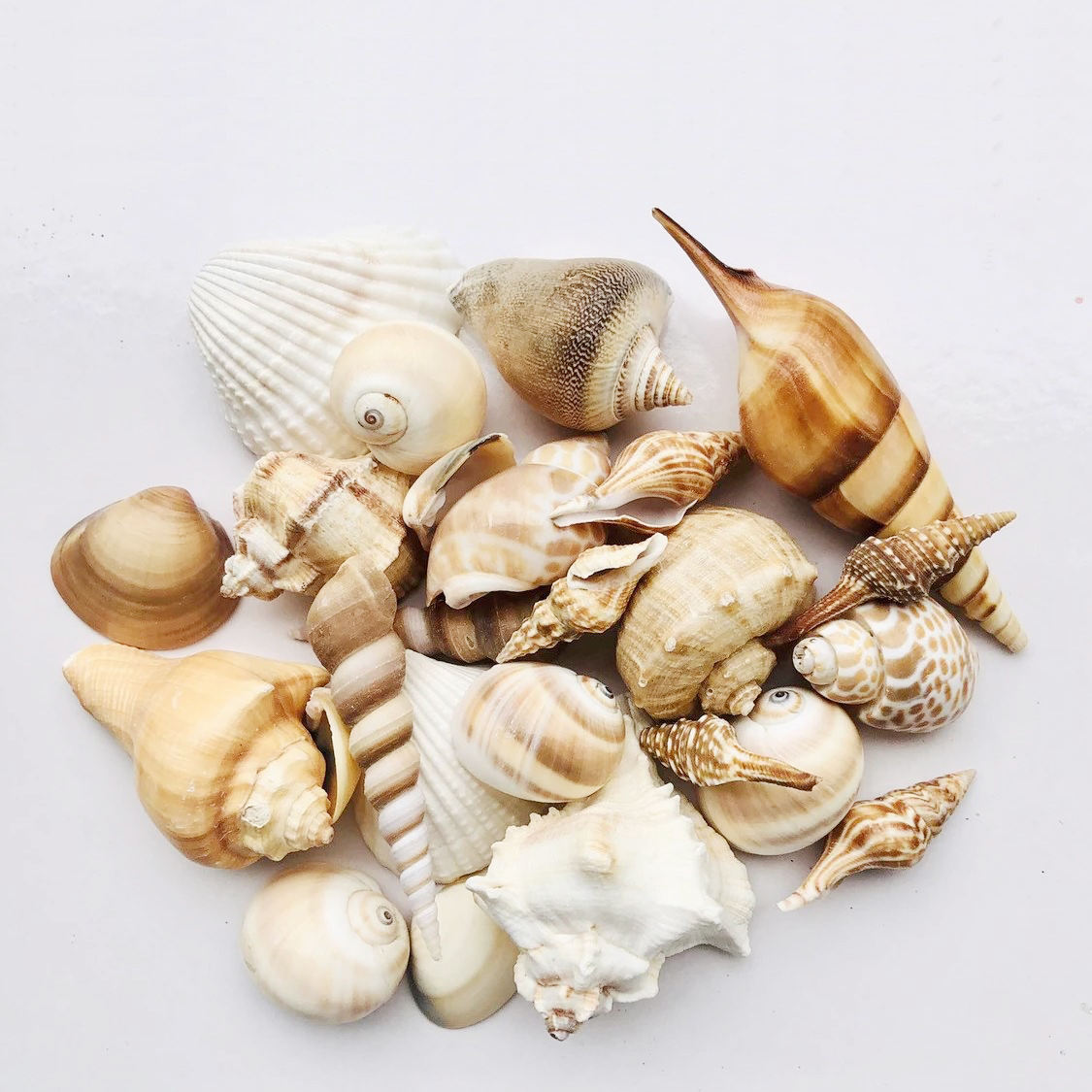 Conchiglie Marine Naturali 100 Pezzi - Per Decorazione, Artigianato E Acquari | Miscellanea - Foto 5