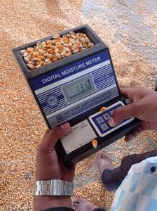 ซัพพลายเออร์ขายส่งข้าวโพดสดและข้าวโพดแห้งที่เชื่อถือได้ ข้าวโพดสีเหลืองและสีขาวสำหรับอาหารสัตว์และมนุษย์ - Product Image 2