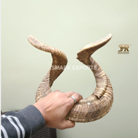 Paire de cornes de bélier naturelles, cornes de mouton spirales faites à la main, décoration murale rustique, cornes courbées authentiques pour l'artisanat et l'intérieur