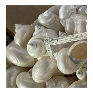 Coquille de conque blanche et coquille de conque verte pour les thèmes de spa et les cadeaux fournis par le fabricant vietnamien 99 Gold Data - Product Image 1