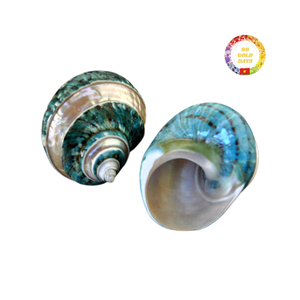 Coque turbo verte naturelle de qualité supérieure du Vietnam pour les remplisseurs de vases d'aquarium et la décoration côtière faite à la main - Product Image 1