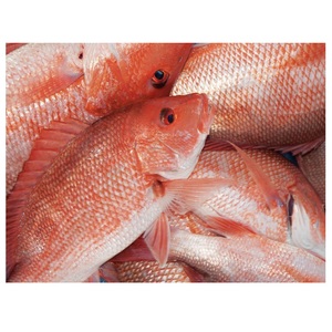 Meilleures ventes en gros de poisson rouge congelé frais, poisson empereur - Product Image 6
