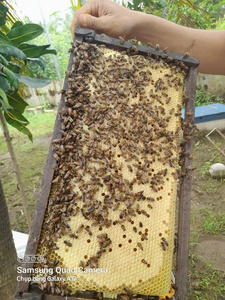 Miel naturel pur en nid d'abeille du Vietnam pour la vente en gros et la consommation humaine - Product Image 3