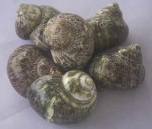 Carcasa Turbo pequeña SEASHELL JEWELRY Green Dark Kinds con motivo de técnica pintada Tamaño 6cm más - Product Image 6