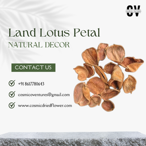 Pétalos de Loto Naturales Secos de Alta Calidad para Popurrí, Decoración Simple, Ecológica, Romántica para Bodas y Manualidades - Product Image 6
