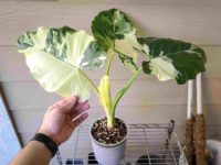 Alocasia Variegata, fleur exotique fraîchement coupée, plante blanche de 20 cm, 100 pétales, durée de conservation de 3 ans, Huertos Équateur