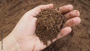 Farine de palmiste biologique pour l'alimentation animale à vendre - Product Image 6