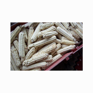 Maïs OGM gluant blanc pour consommation directe Type de culture commune Origine brésilienne Haute qualité pour l'alimentation humaine et animale - Product Image 3