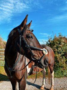 Bridon en cuir SidePull pour cheval - Taille et logo personnalisés, cuir véritable de haute qualité, le MEILLEUR - Product Image 4