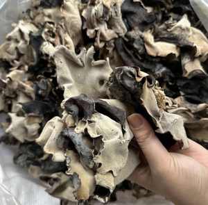 Hongos de oreja de madera de hongo negro seco de primera calidad Hongos de oreja naturales de alta calidad para cocina asiática y sopas - Product Image 2