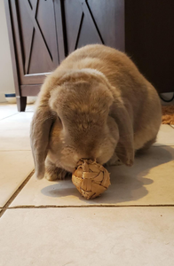 2025 Chien Mâcher Jacinthe Petits Animaux et Chiens Top Tendance Écologique Jacinthe D'eau Jouets À Mâcher Parfait À Mâcher pour Hamster Lapin - Product Image 6